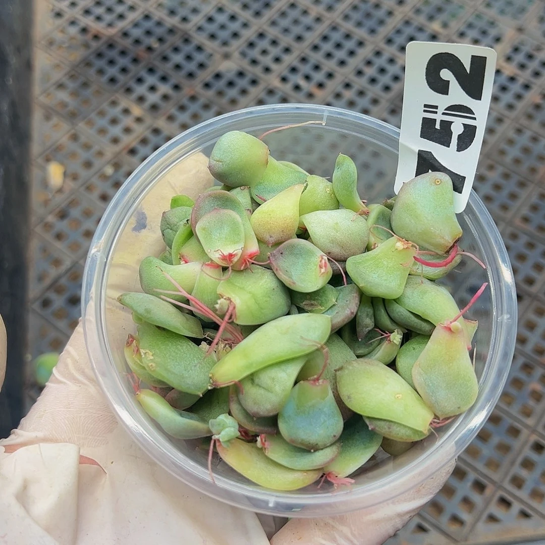 多肉植物多肉植物752