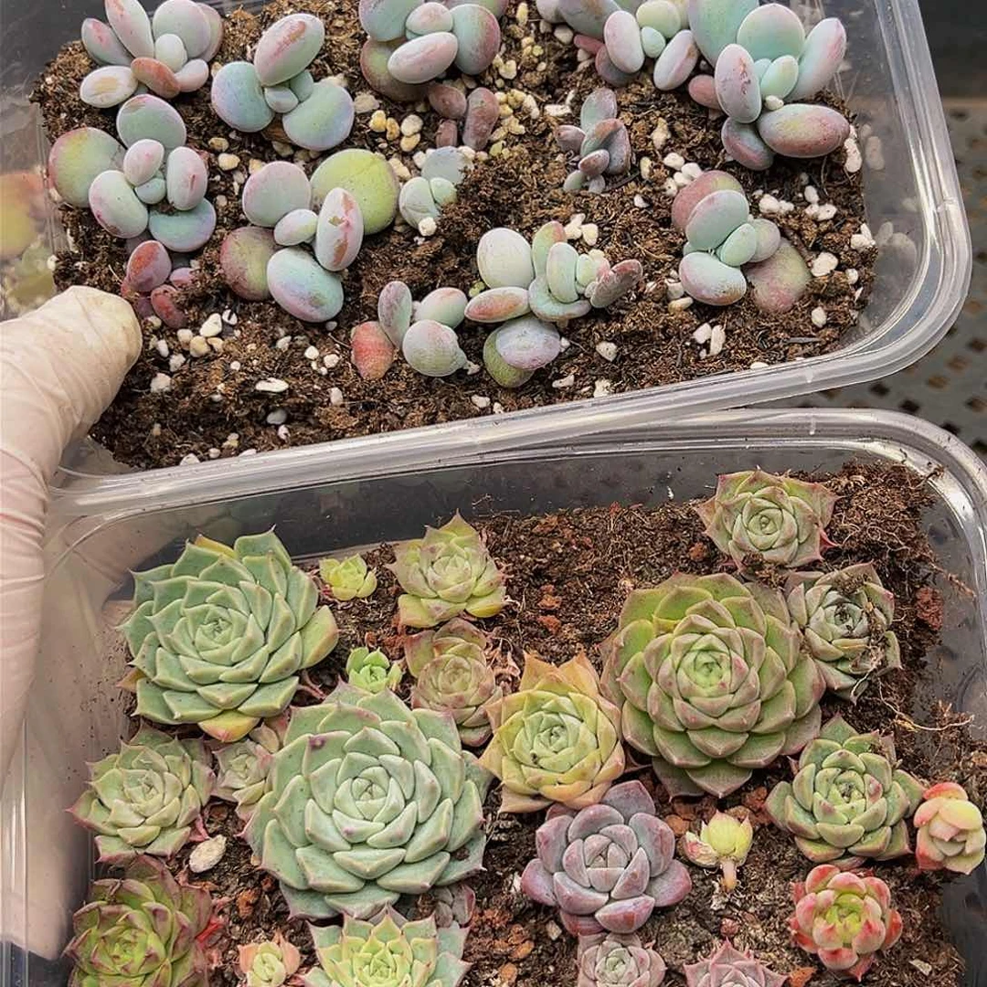 多肉植物多肉植物157