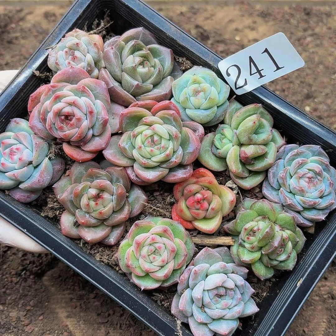 多肉植物多肉植物241