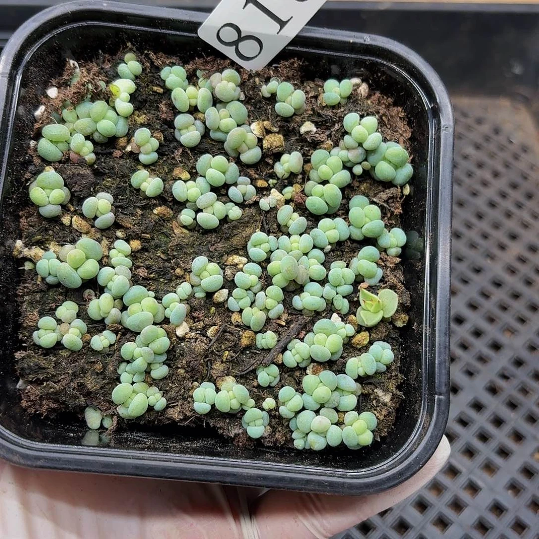 多肉植物多肉植物818