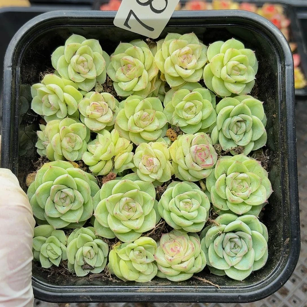 多肉植物多肉植物788