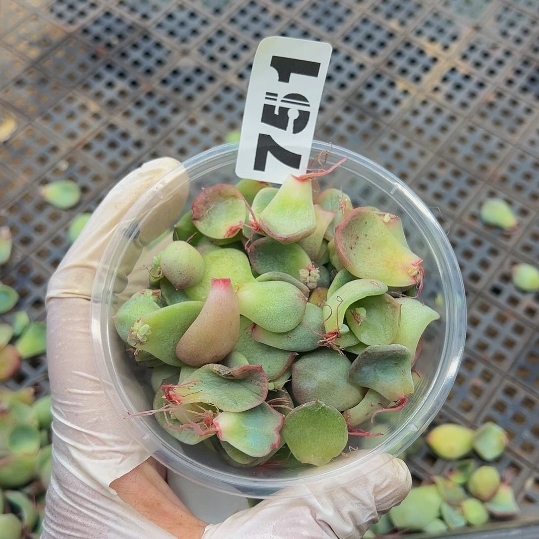多肉植物多肉植物751