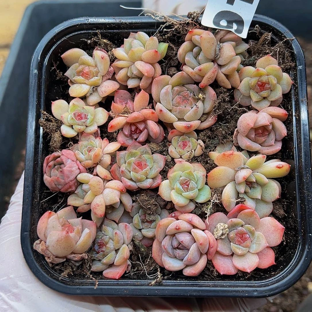 多肉植物多肉植物917