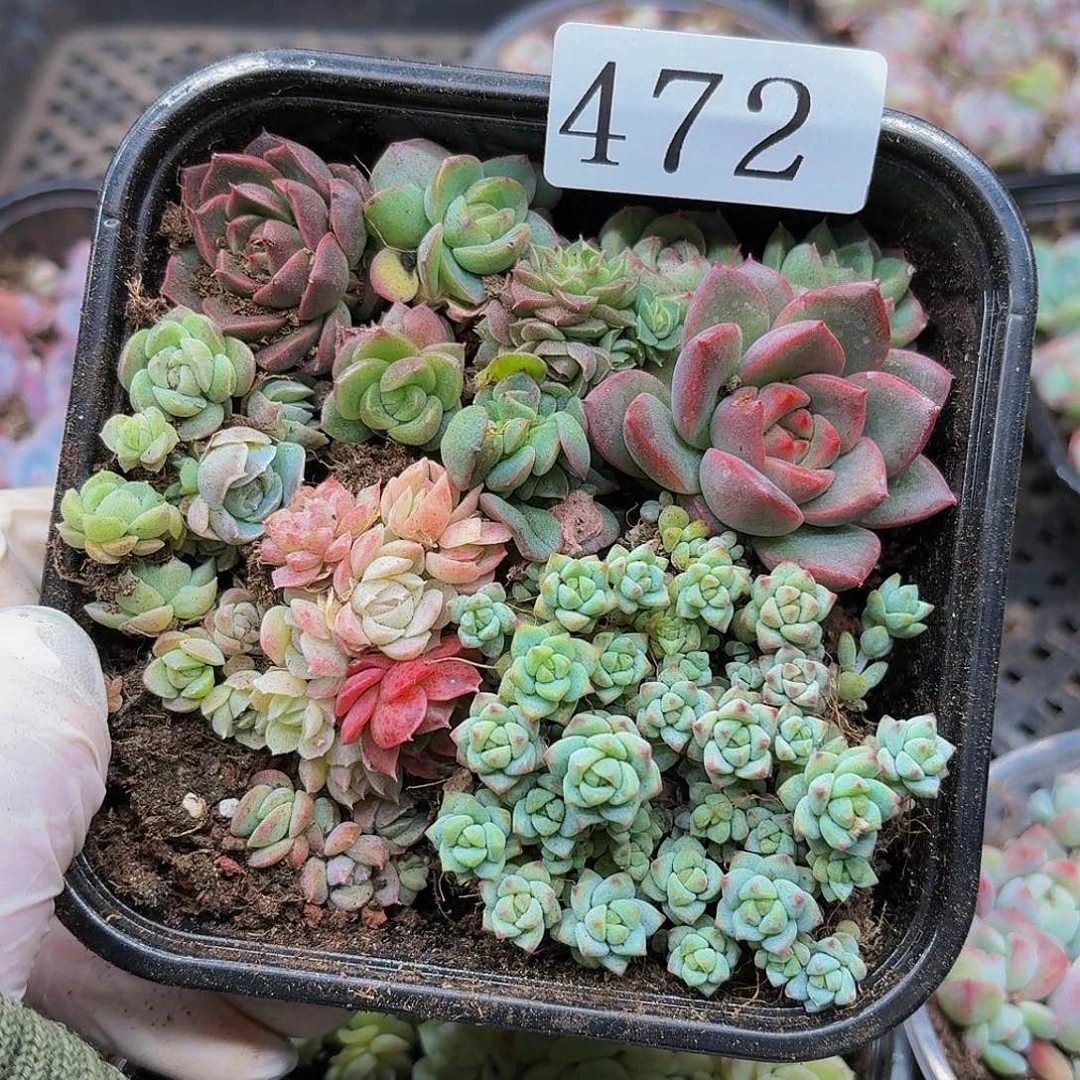 多肉植物多肉植物472