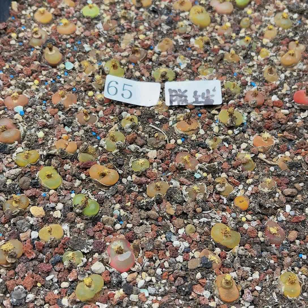 多肉植物多肉植物65