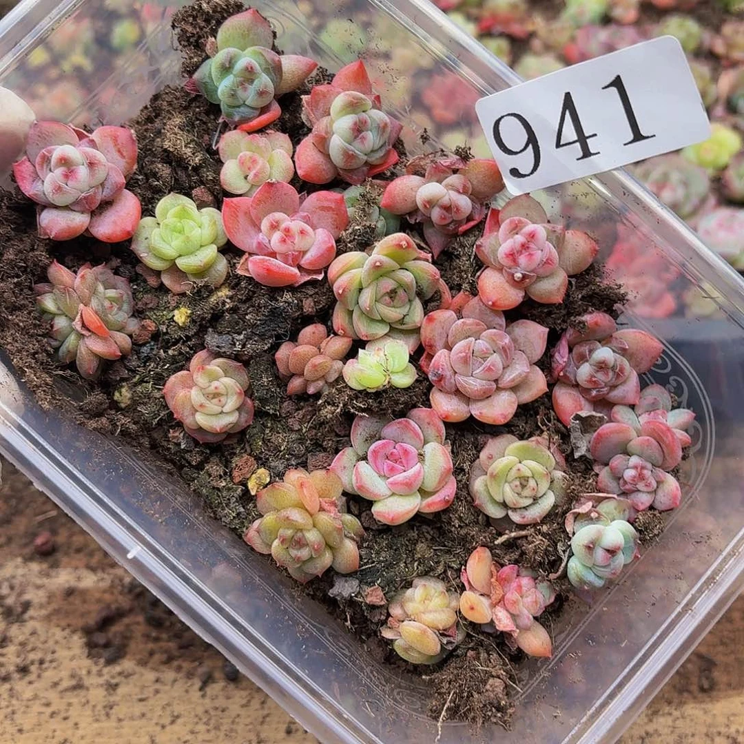 多肉植物多肉植物941