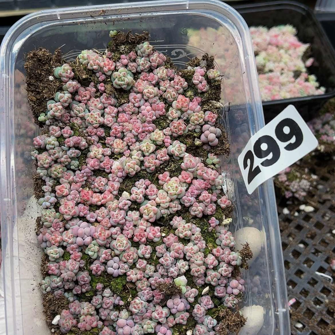【闪购商品】多肉植物299