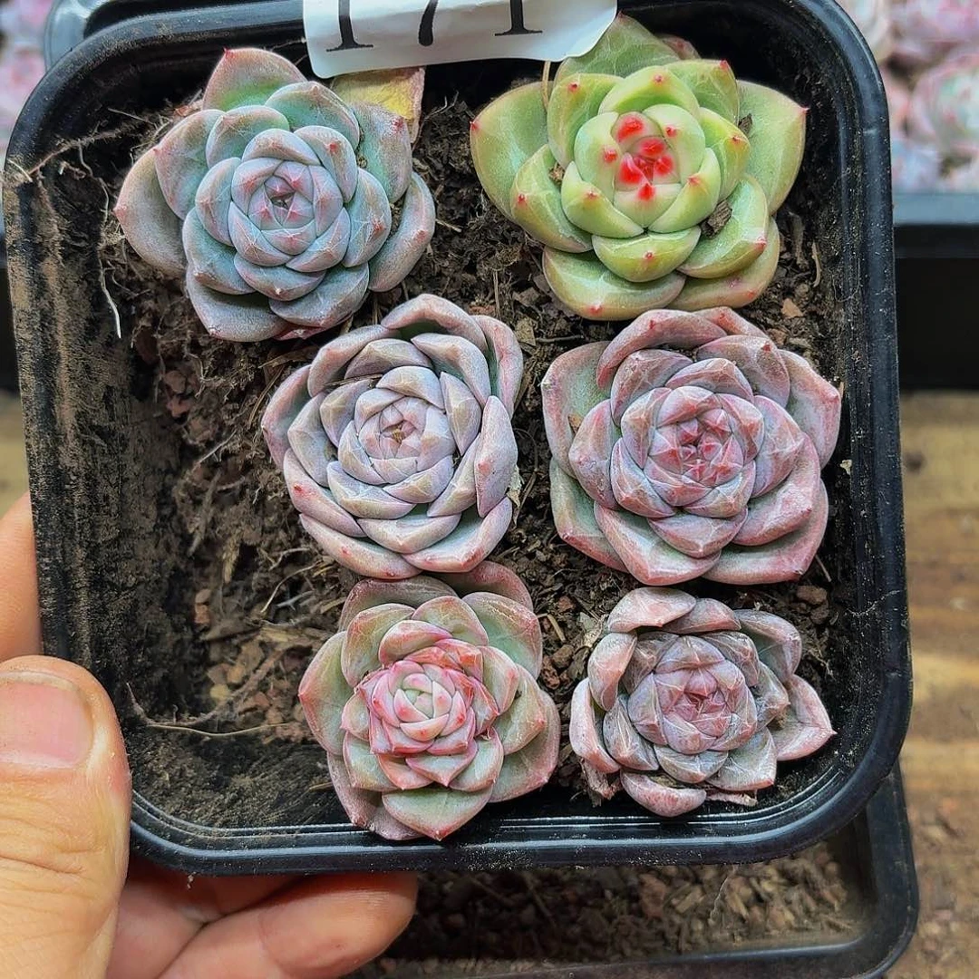 多肉植物多肉植物171