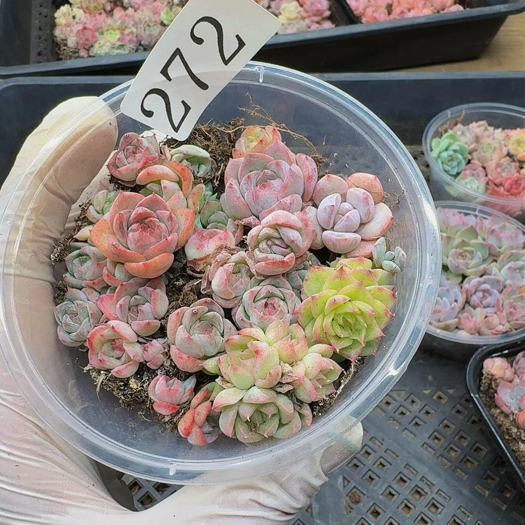 多肉植物多肉植物272