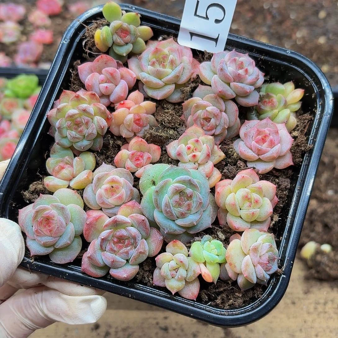 多肉植物多肉植物157