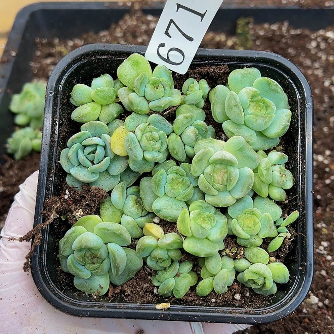 多肉植物多肉植物671