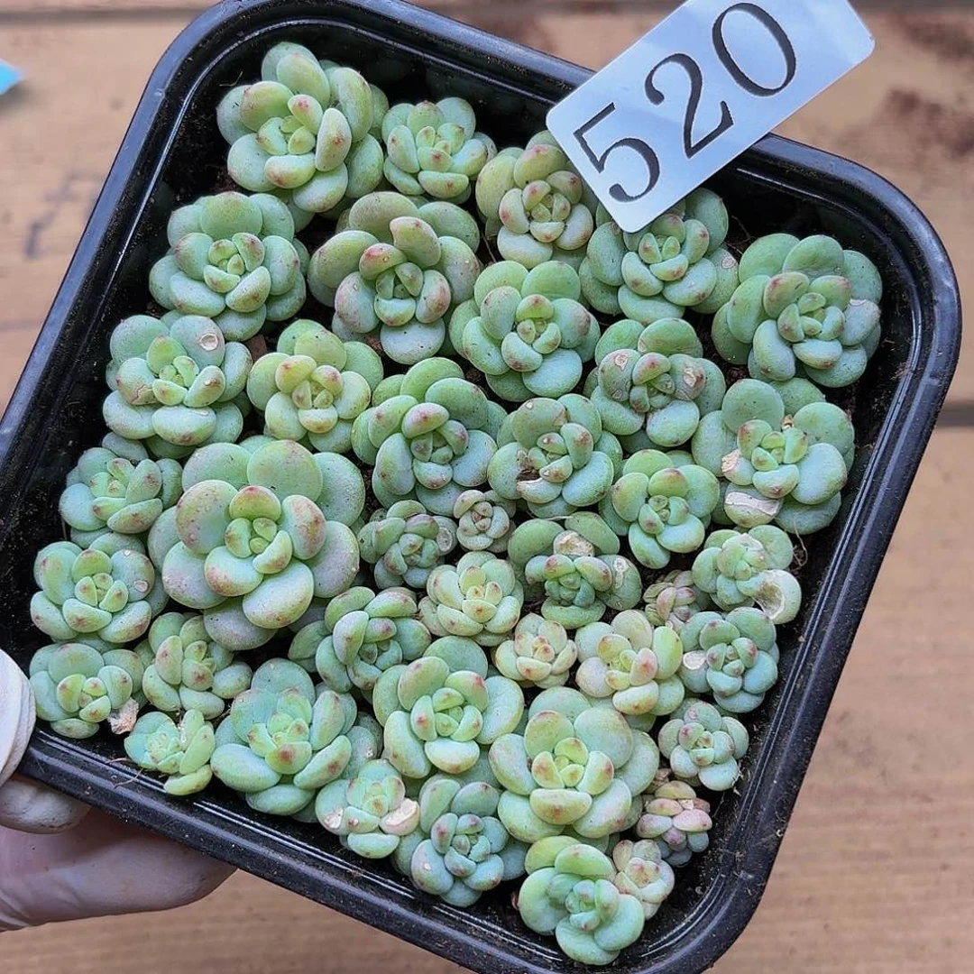 多肉植物多肉植物520