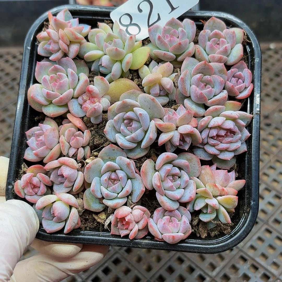 多肉植物多肉植物821