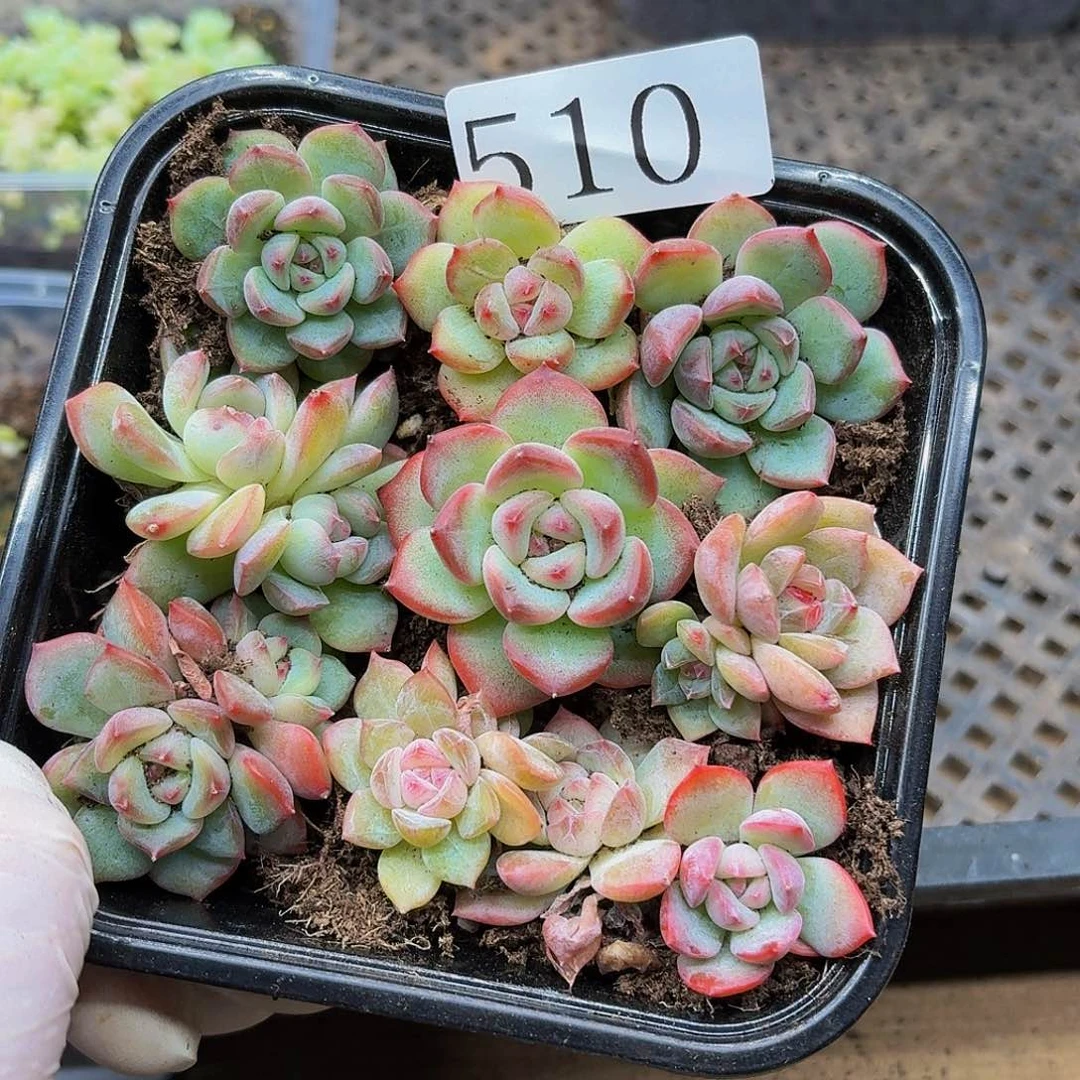 多肉植物多肉植物510
