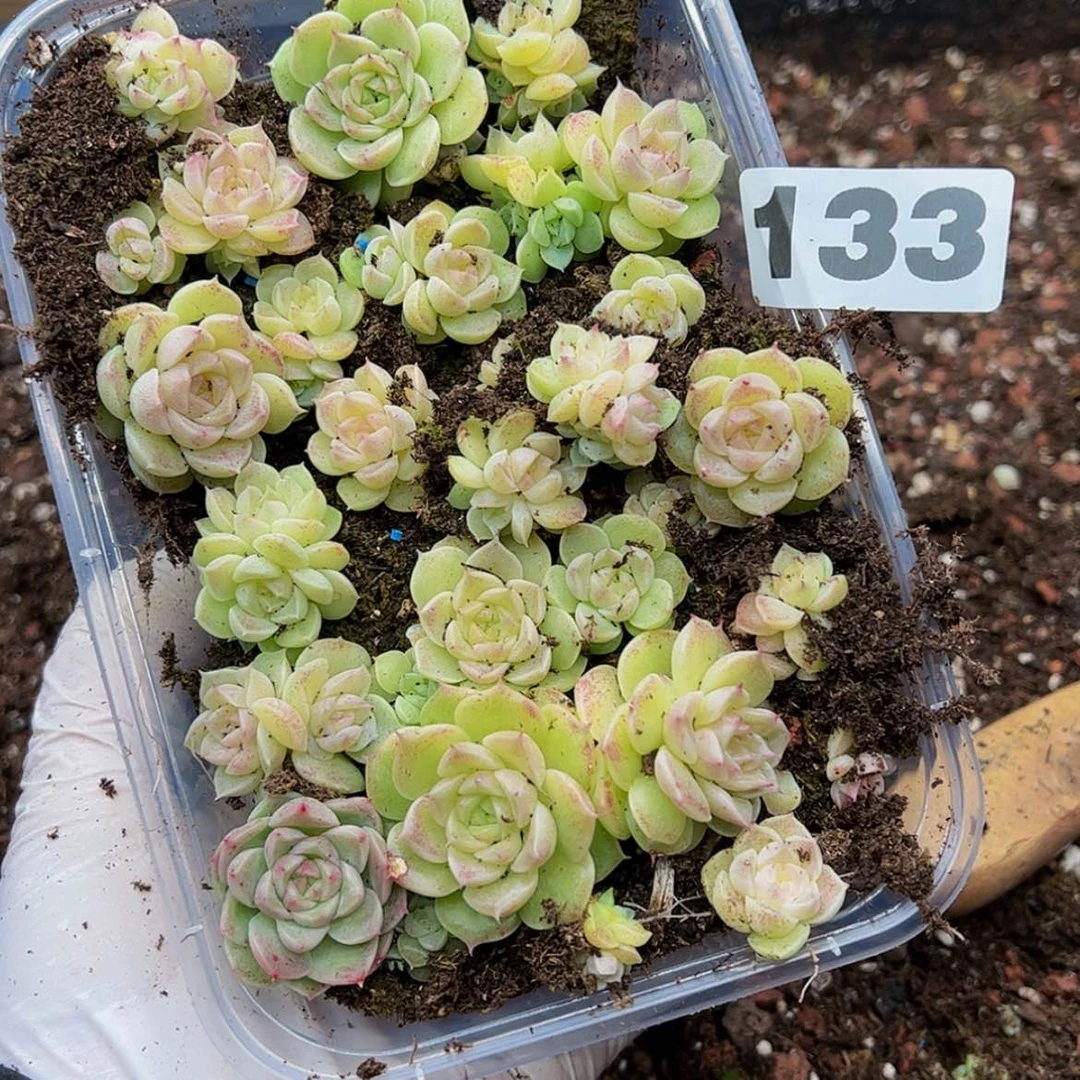 【闪购商品】?****?多肉植物133