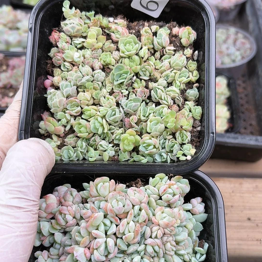 多肉植物多肉植物686