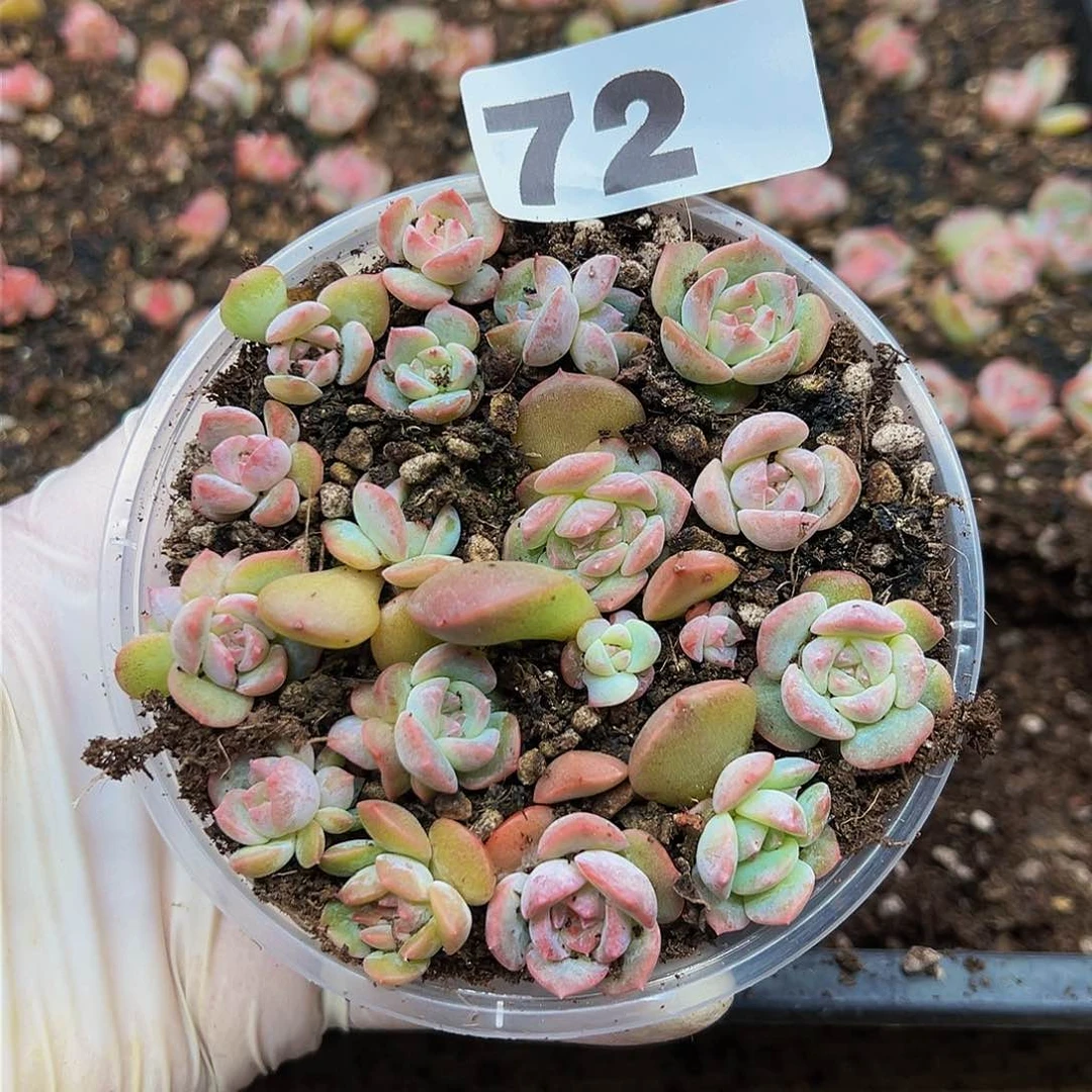 多肉植物多肉植物72