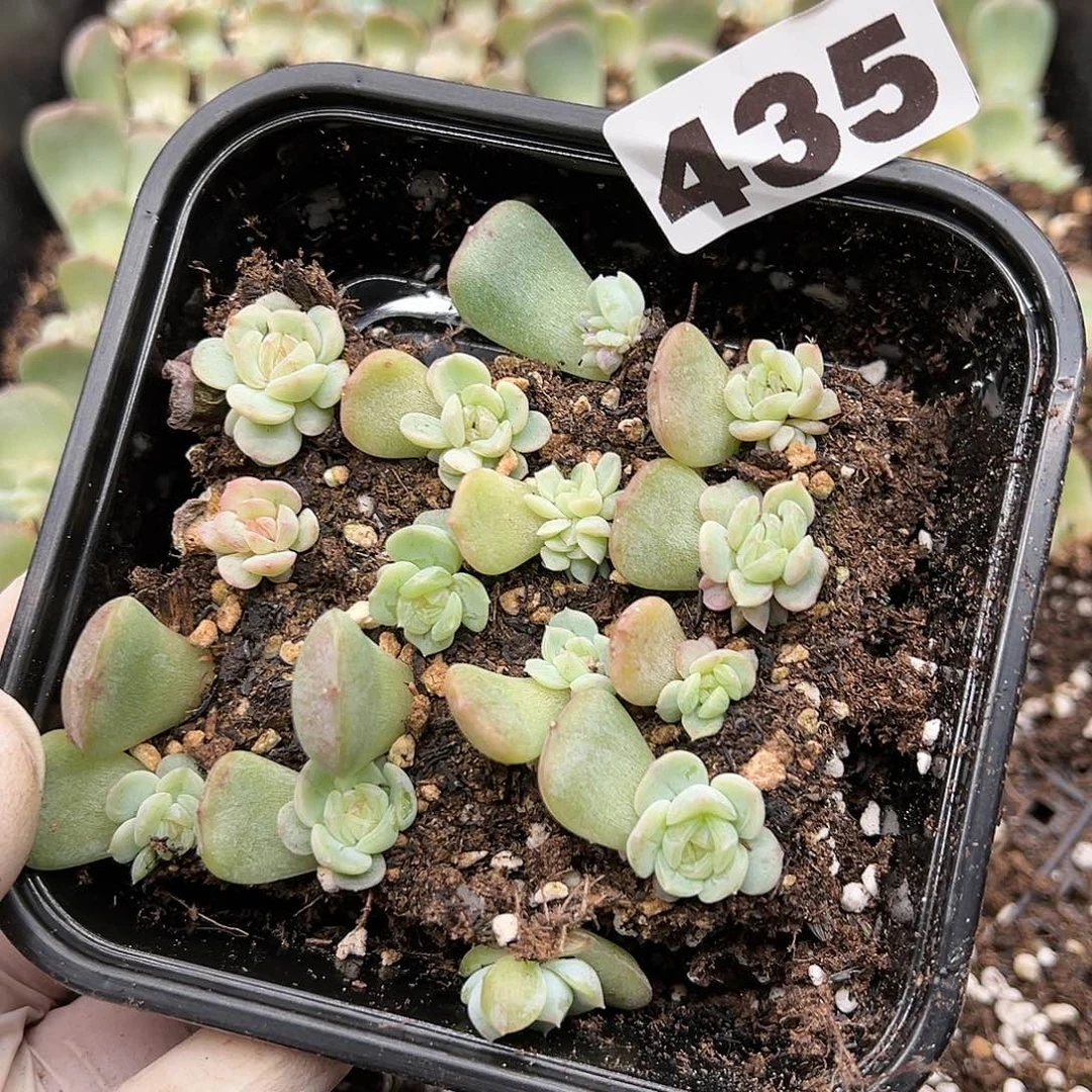 奶***?多肉植物多肉植物435