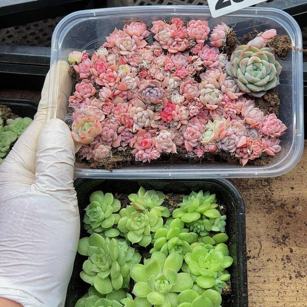 【闪购商品】多肉植物294