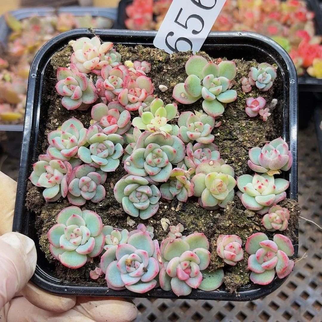 多肉植物多肉植物656