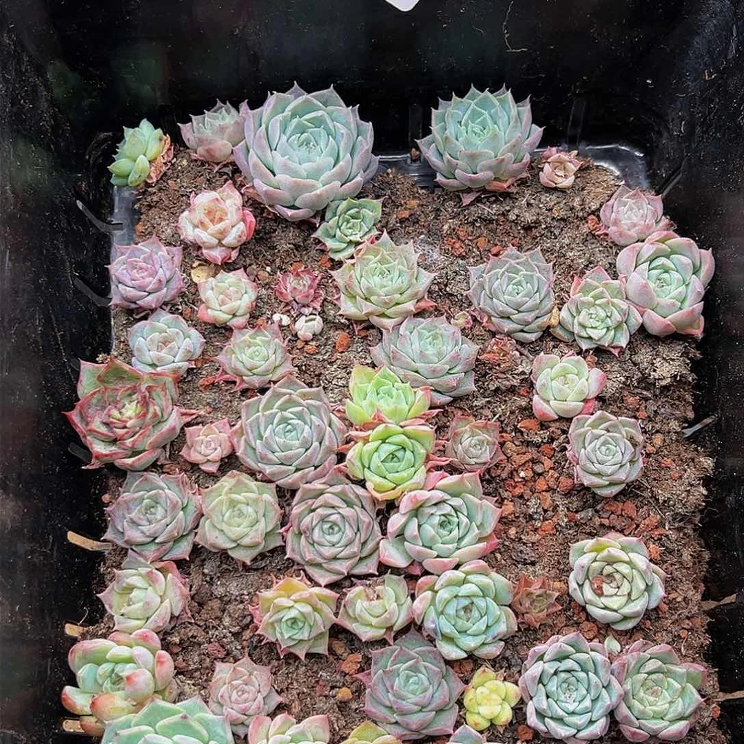 多肉植物多肉植物193