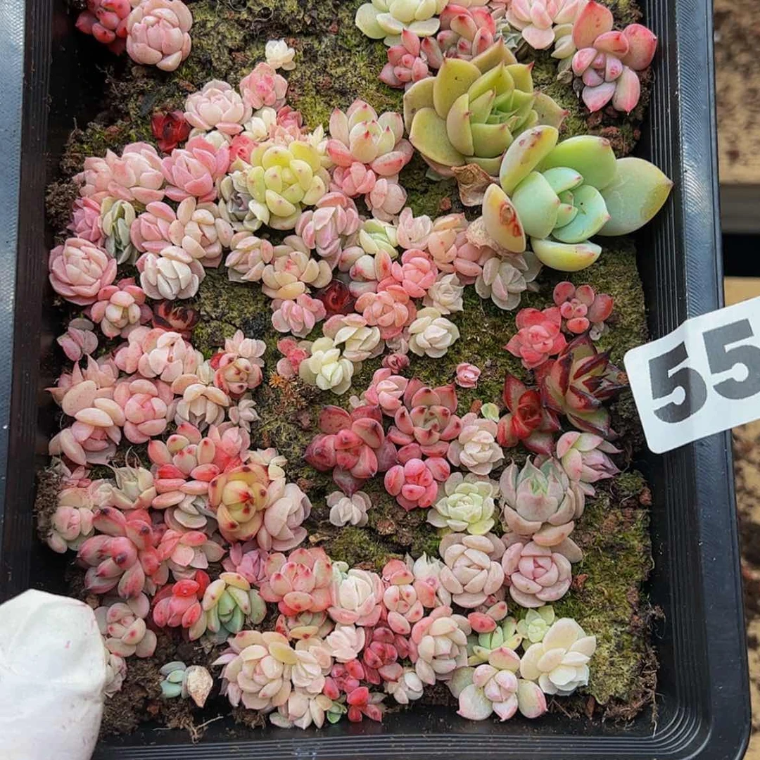 【闪购商品】多肉植物55