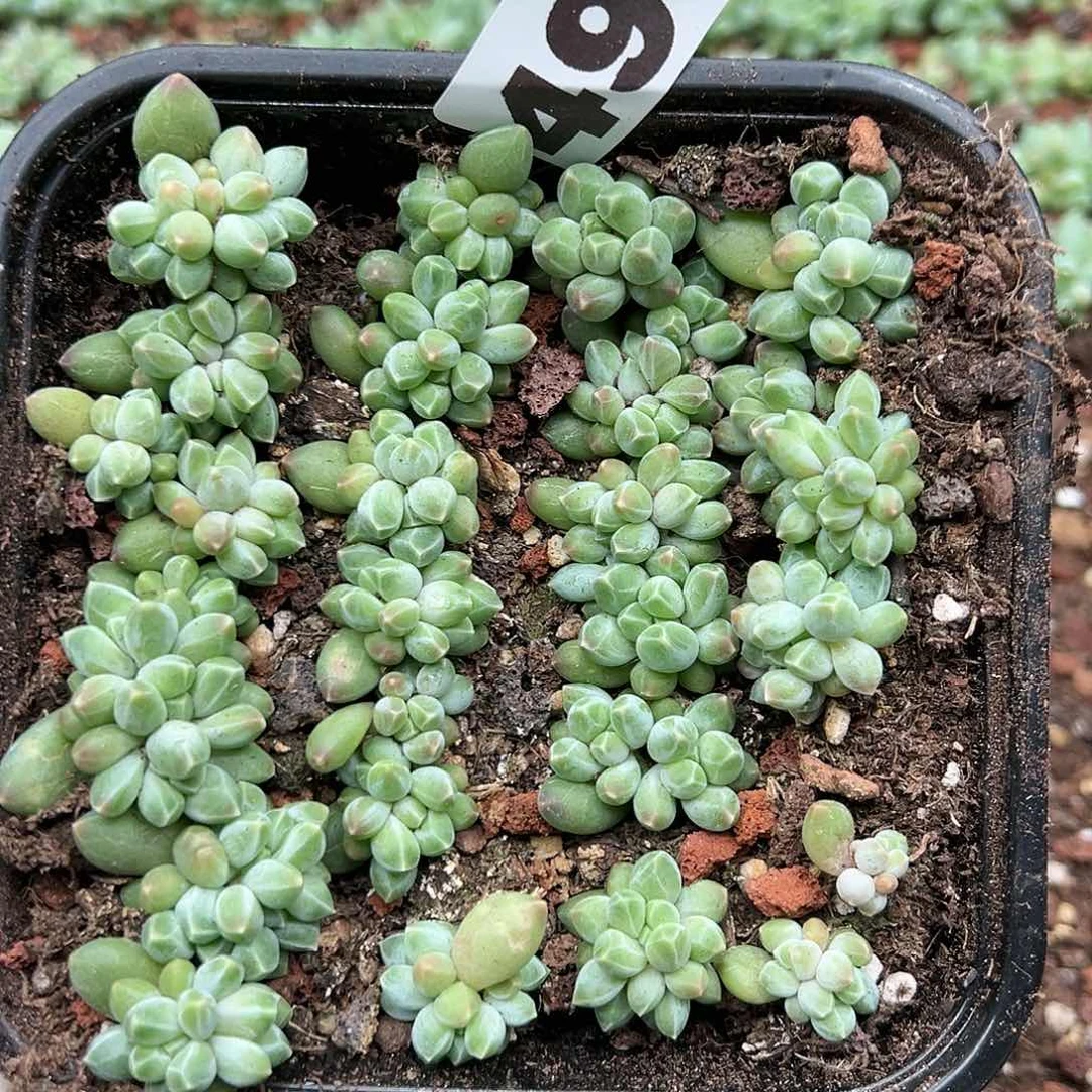 多肉植物多肉植物497