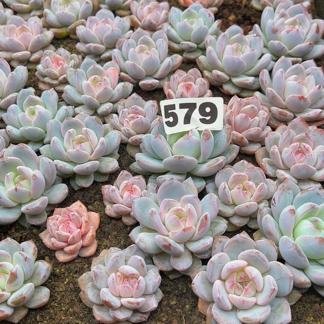 【闪购商品】579量拍