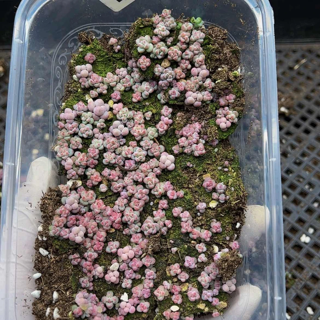 【闪购商品】多肉植物124