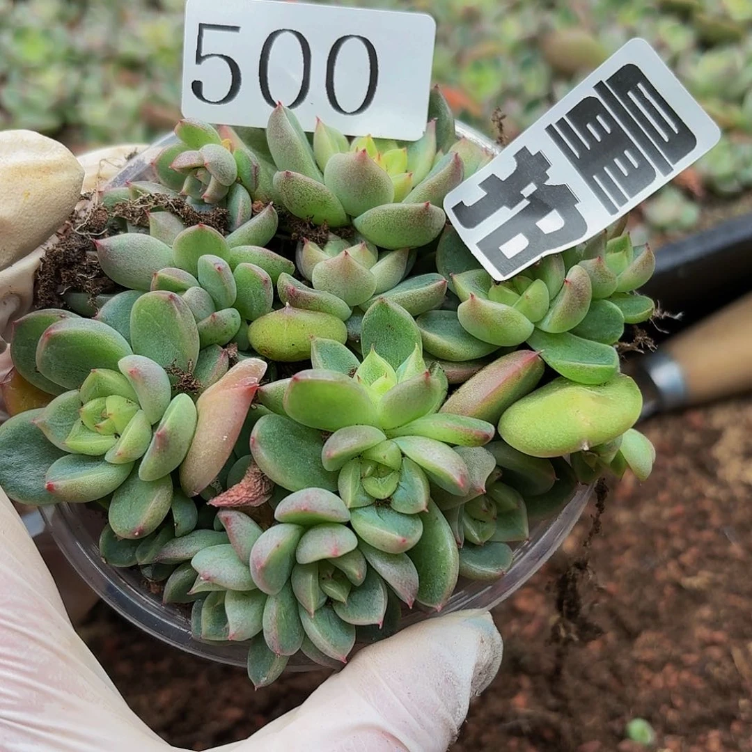 多肉植物多肉植物500量拍