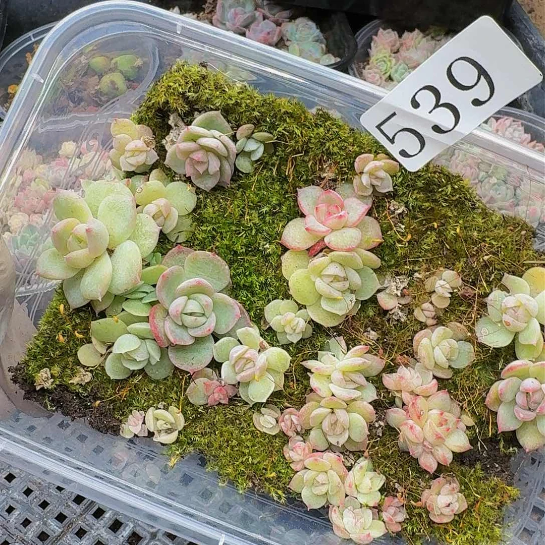 多肉植物多肉植物539