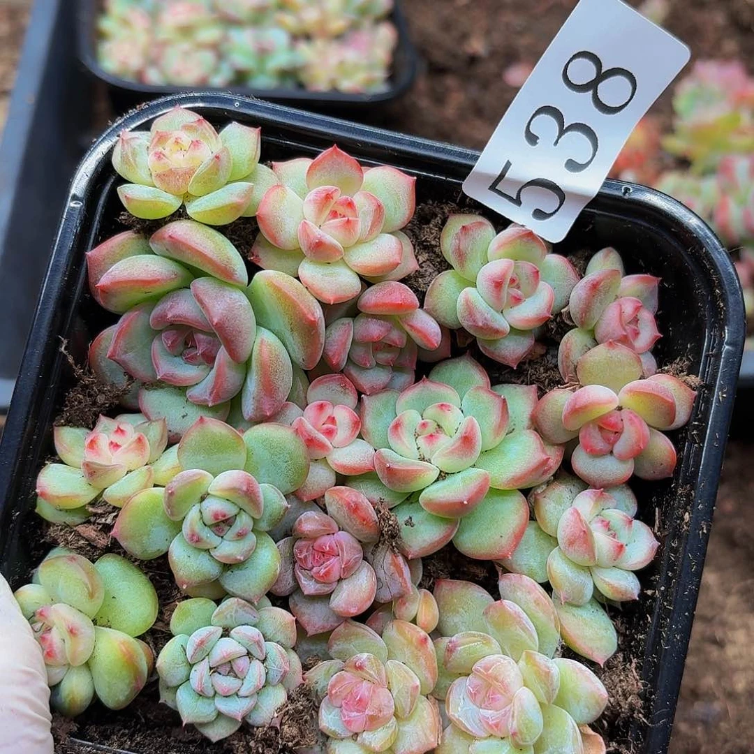 多肉植物多肉植物538