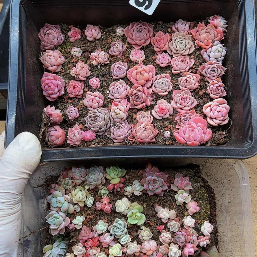 【闪购商品】多肉植物945