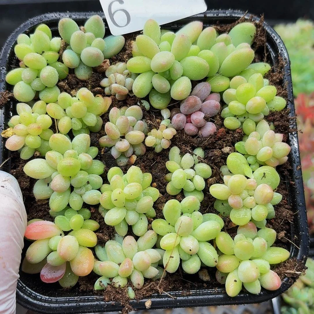 多肉植物多肉植物6