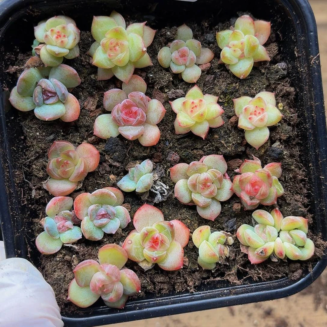 多肉植物多肉植物876