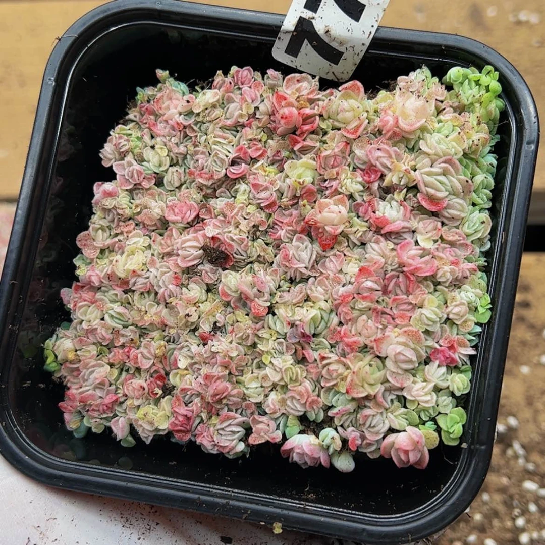 【闪购商品】多肉植物774