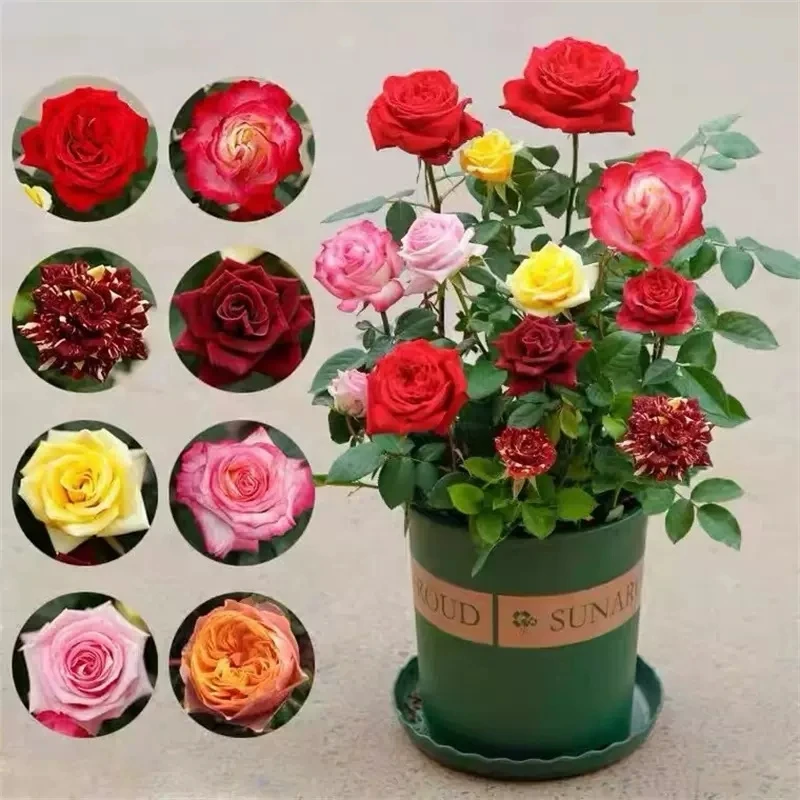 拍一发三玫瑰花苗裸根南北方均可栽