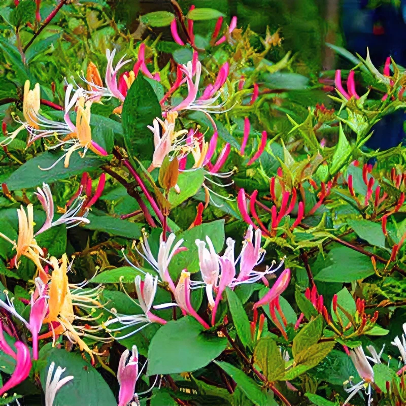 可食用金银花树苗浓香四季开花卉盆栽阳台庭院爬藤红黄白易活南北