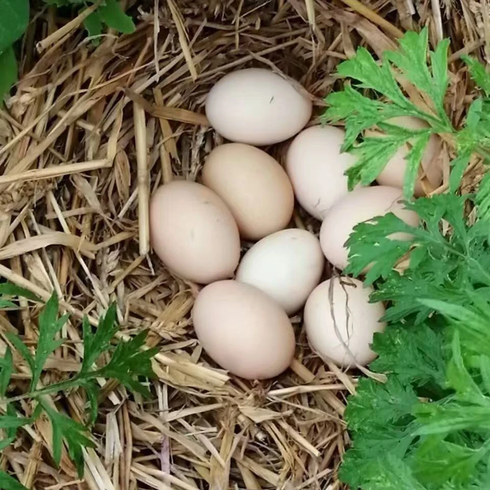 【呵呵家】果园散养土鸡蛋 吃谷物 喝山泉水 鸡蛋无腥味 蛋香味十足