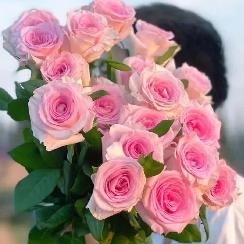 洛神玫瑰基地现采现发