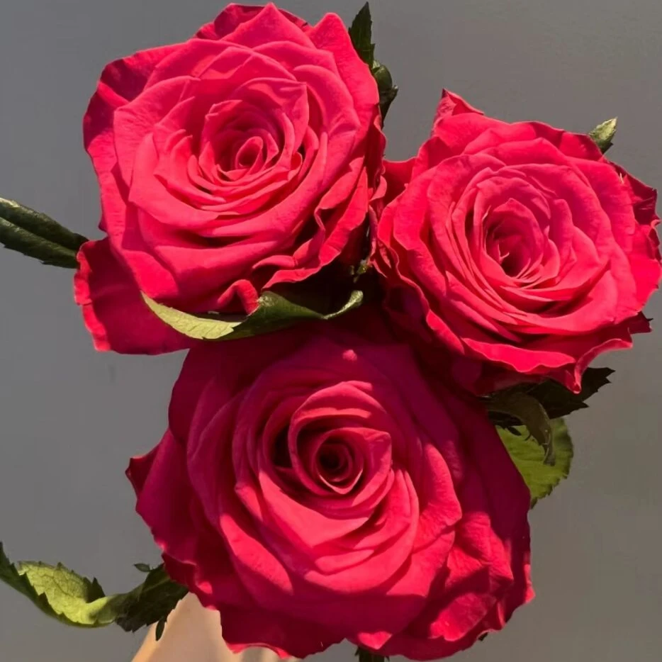 初心玫瑰基地现采现发（两单包邮退运费一单不退）