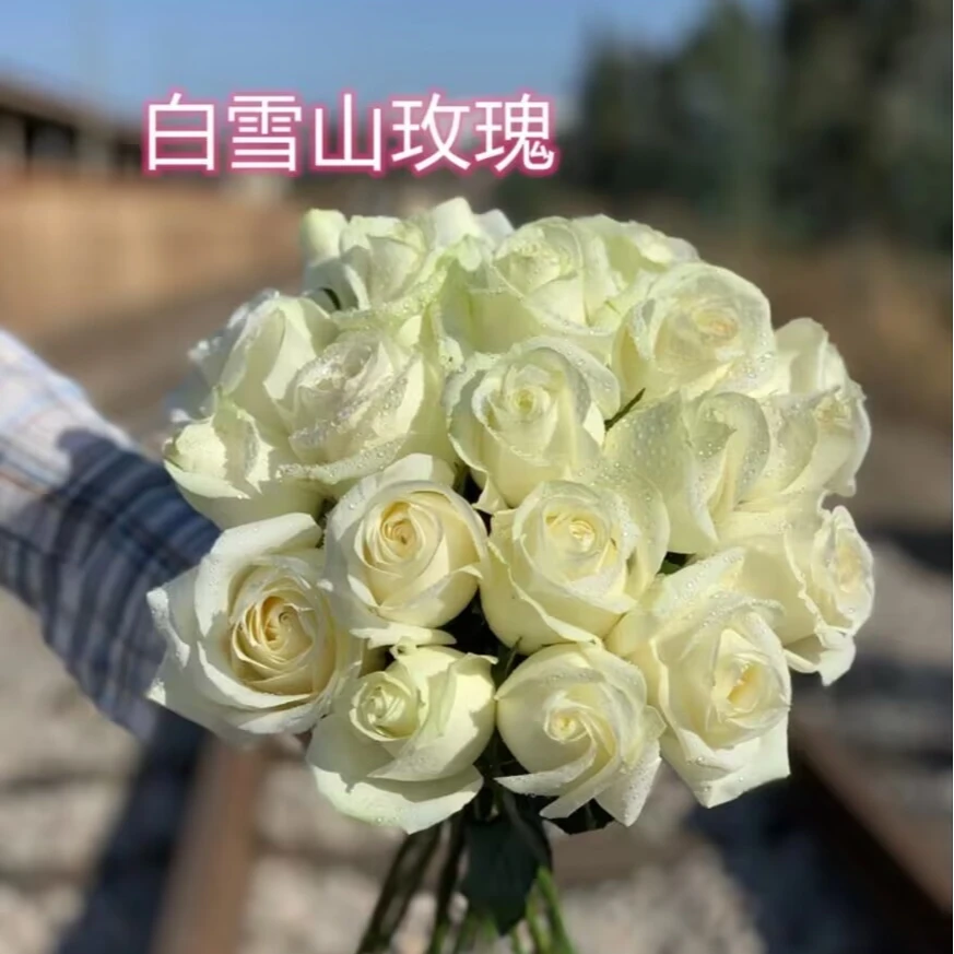 白雪山玫瑰基地现采现发（全场任意一单中通两单顺丰）