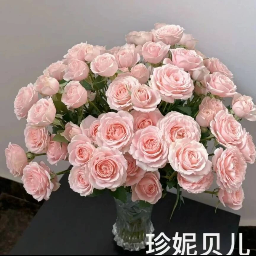 多头珍妮贝儿玫瑰基地现采现发（两单包邮退运费一单不退）