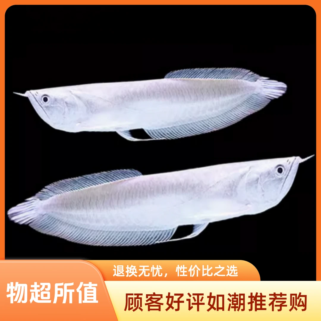 银龙鱼活体观赏鱼银龙鱼苗热带淡水中大型风水鱼金龙鱼发财招财鱼