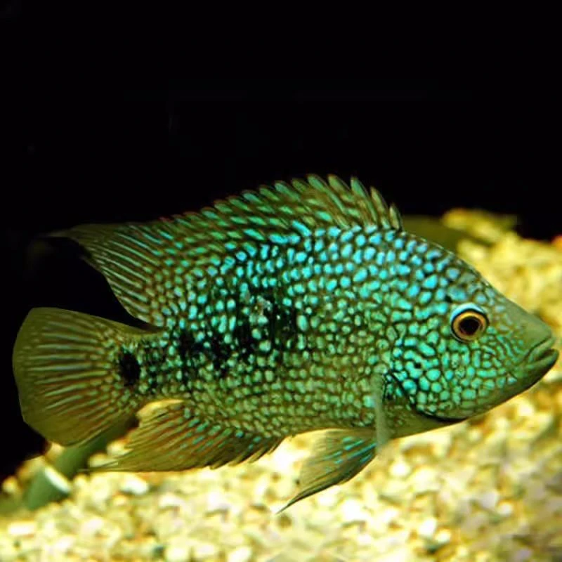 满天星德州豹绿巨人鱼中大型热带淡水观赏鱼宠物活体银龙地图鹦鹉