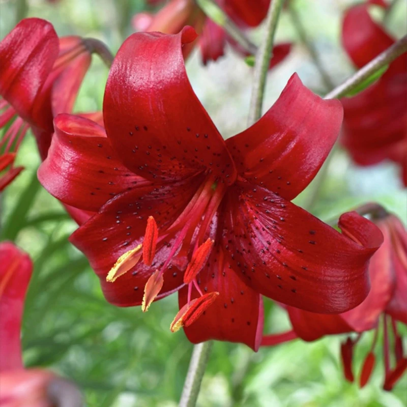 红丝绒 red velvet 亚洲百合种球 进口老虎百合花种子无香多花