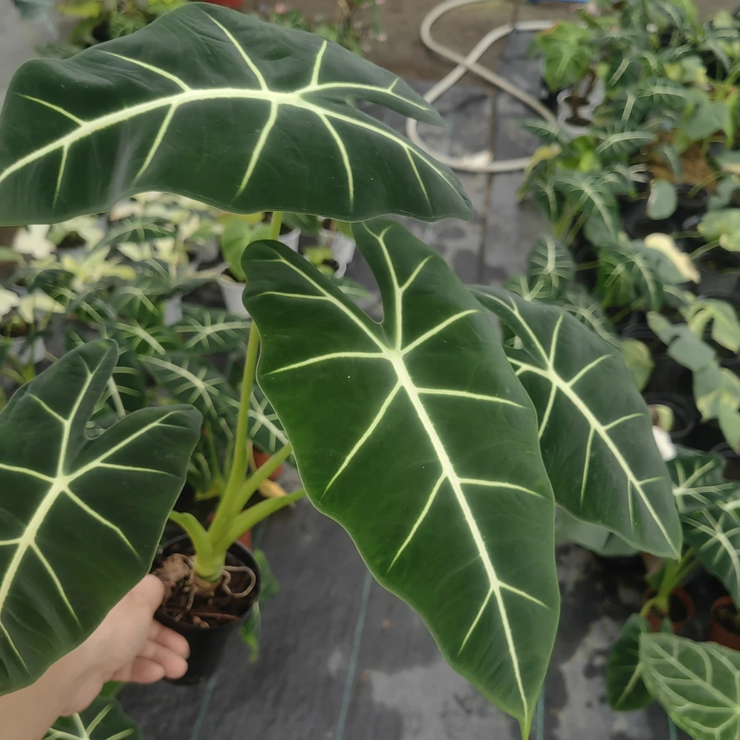 绿天鹅绒海芋热带植物