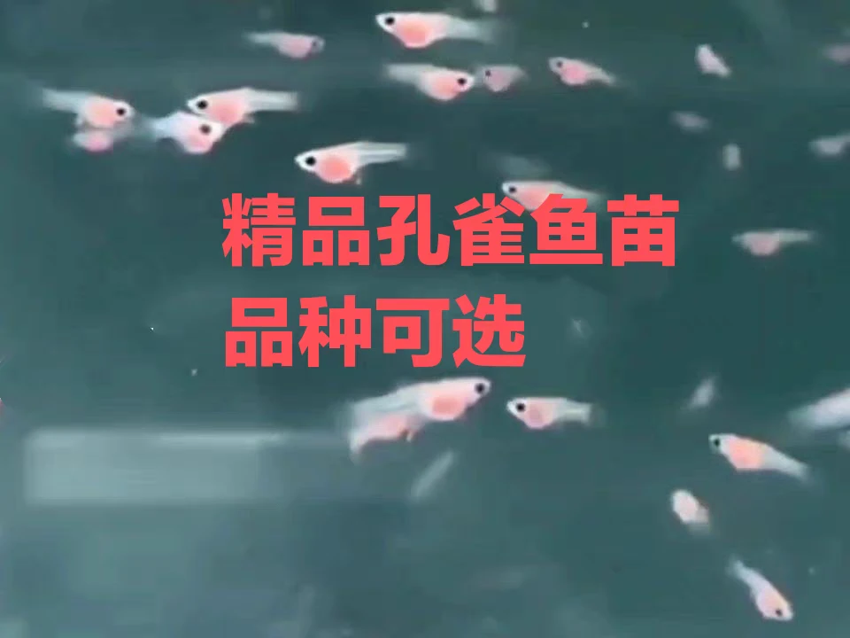 纯种精品孔雀鱼苗活体包邮