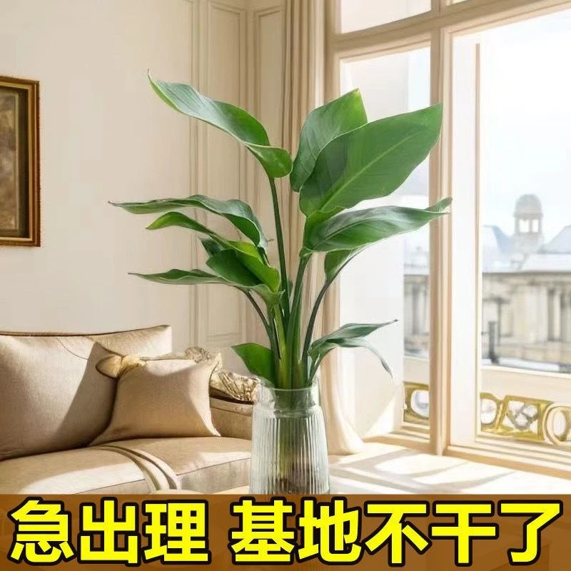 水培天堂鸟植物绿植盆栽四季常青水养花卉鹤望兰室内好养活园艺