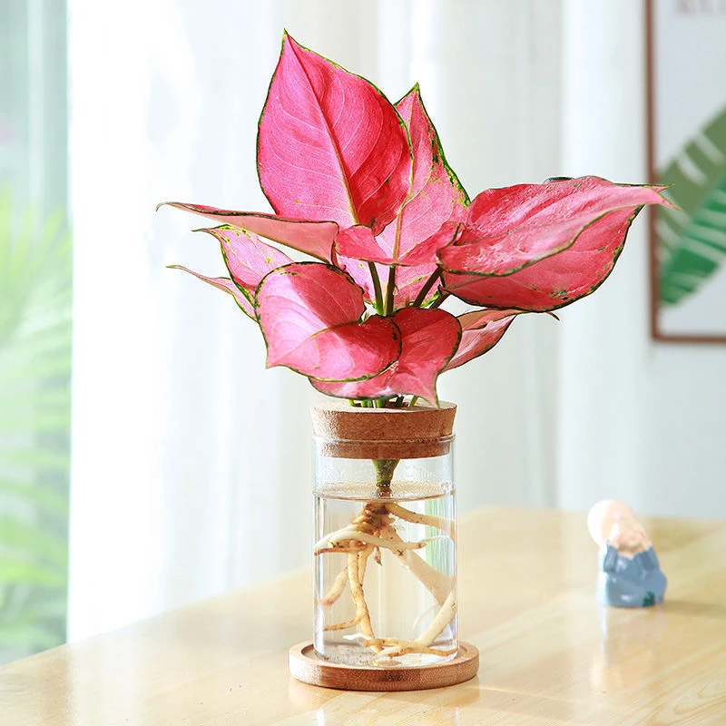 【吉利红】如意皇后盆栽办公室内吸甲醛小绿植懒人水培植物好养易成